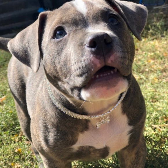 Crystal dog cat collar dazzling diamonds all sizes - Picture 4 of 8